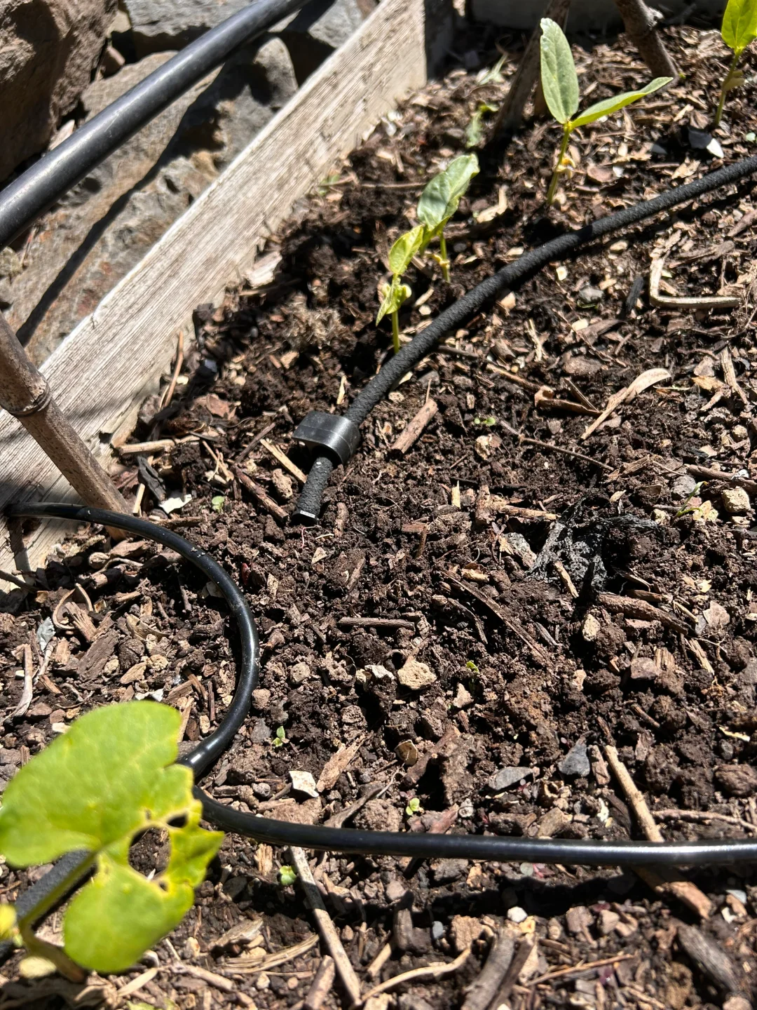 TEMU上买的自动灌溉喷头到底怎么用