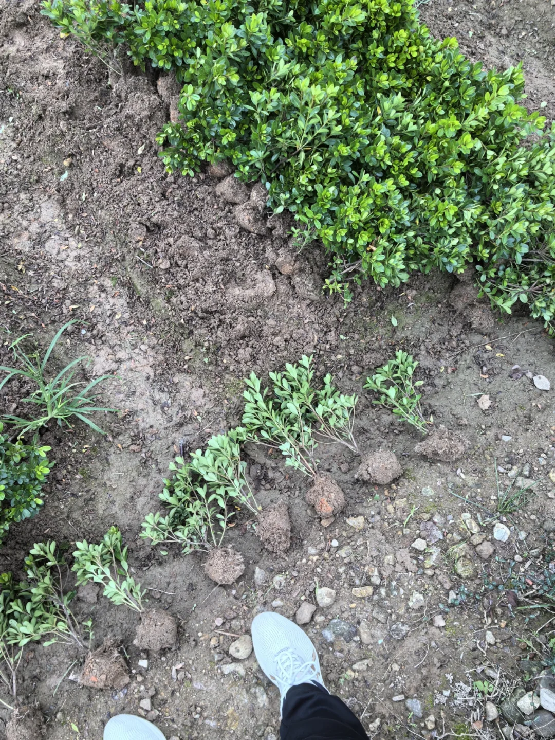 ?【宁波绿化苗木供应商】?