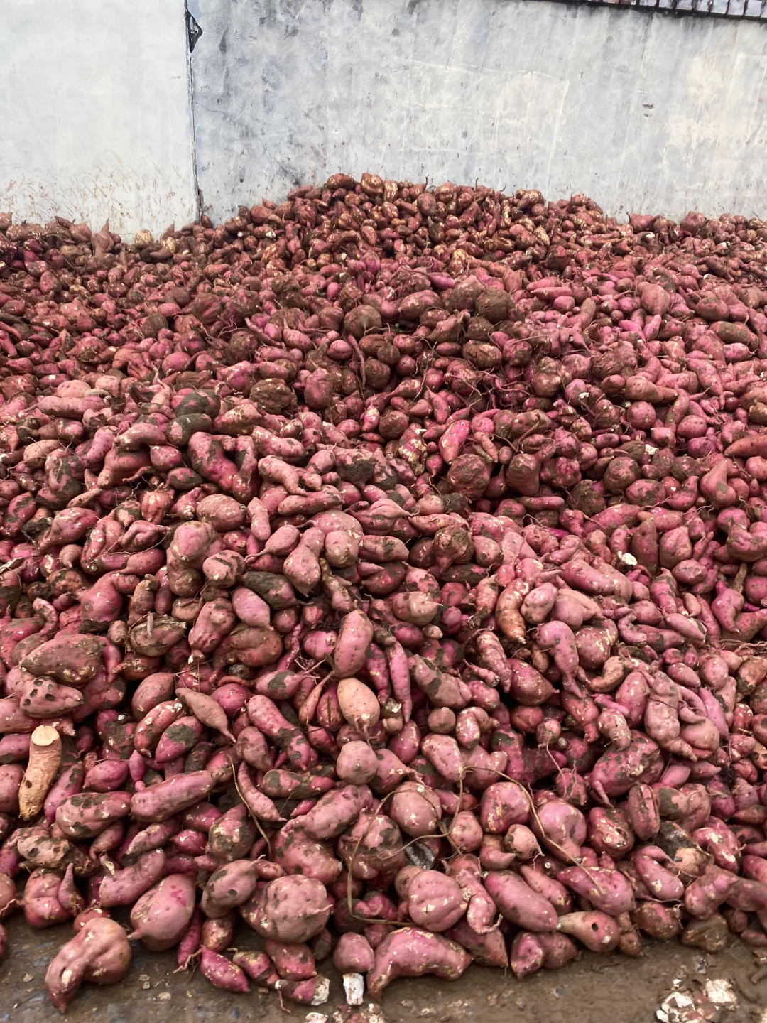 滞销!!两毛五一斤的地瓜