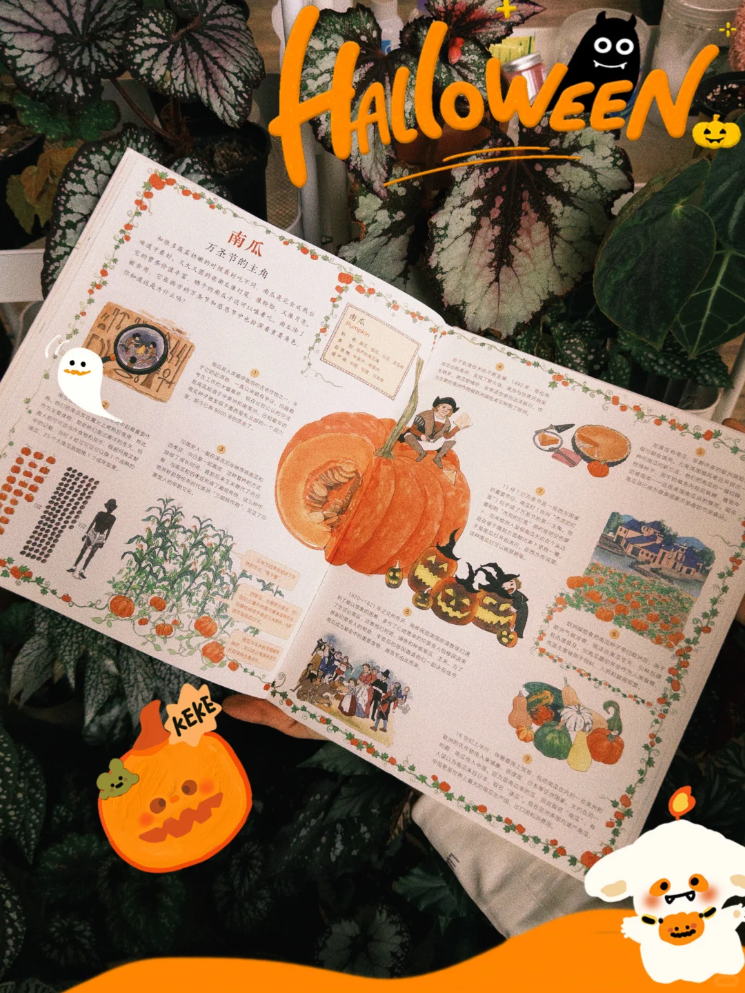 南瓜在万圣节这一天,是妥妥的c位啊