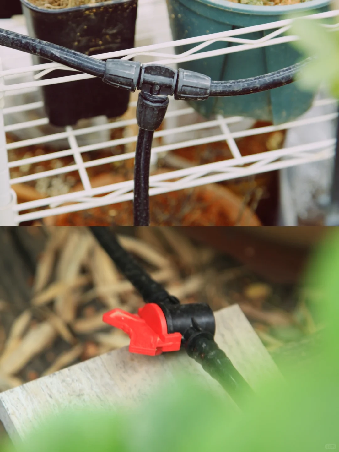植物续命&解放双手-全自动滴灌系统DIY详解