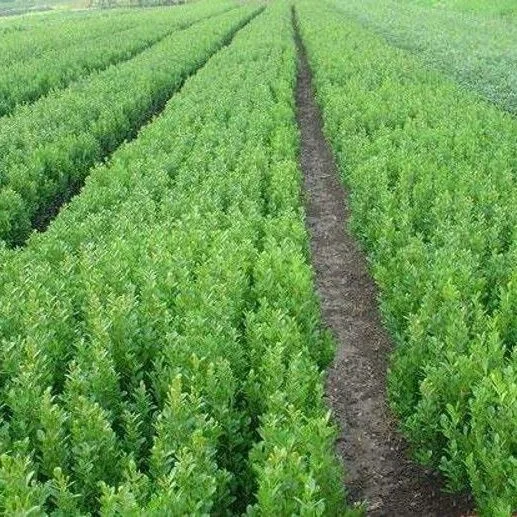 黄杨苗50到60高.