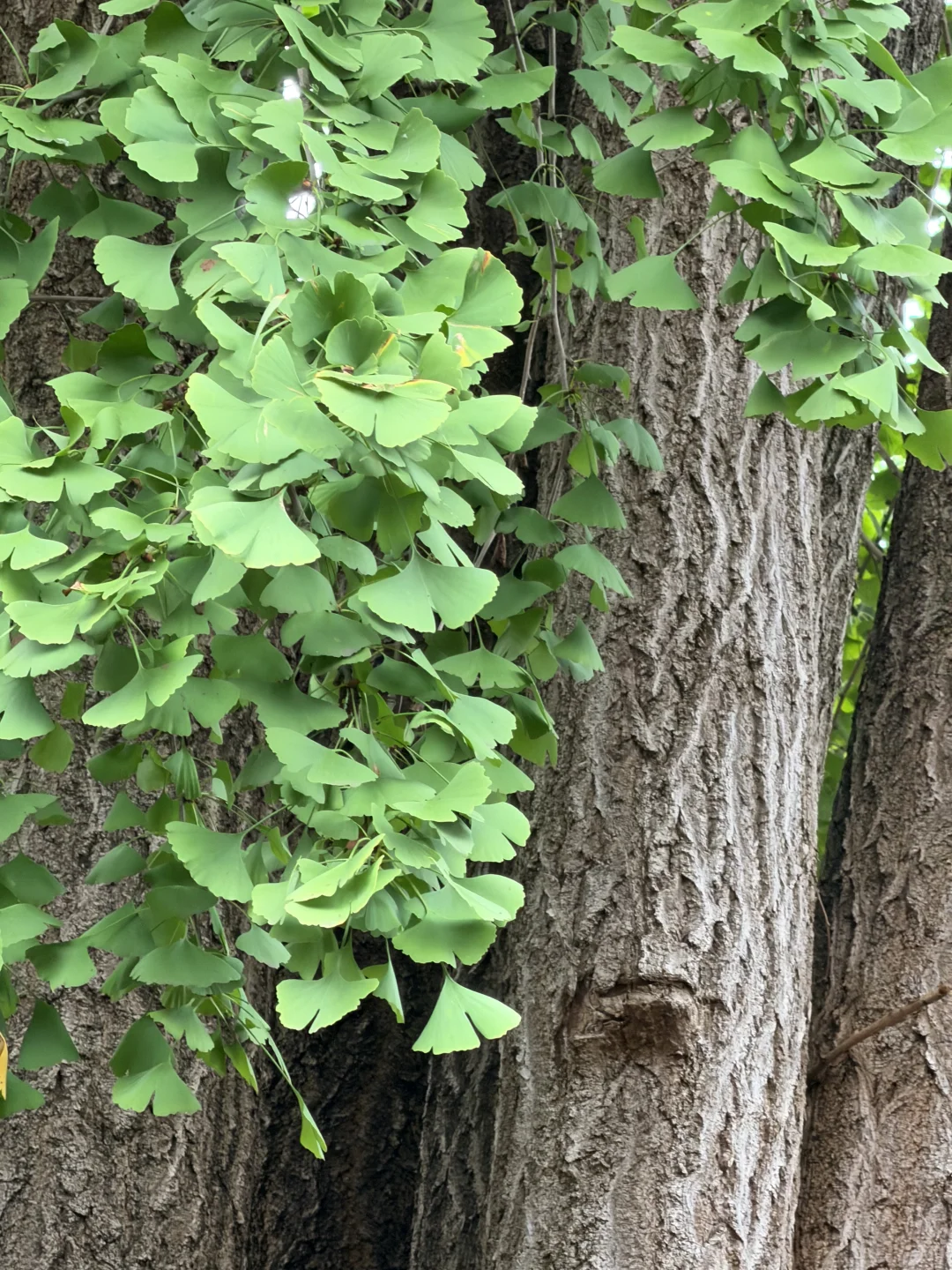 教育既不像农业，也不像工业，而是生态