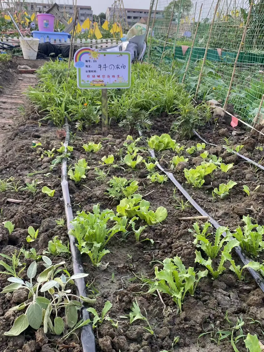 自己动手！小菜园太阳能自动滴灌系统！