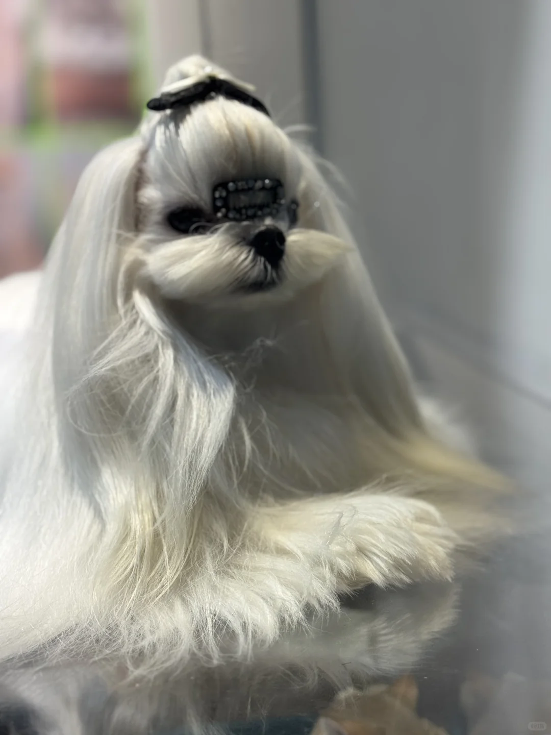 重庆宠物博览会，好多可爱的猫猫狗狗?