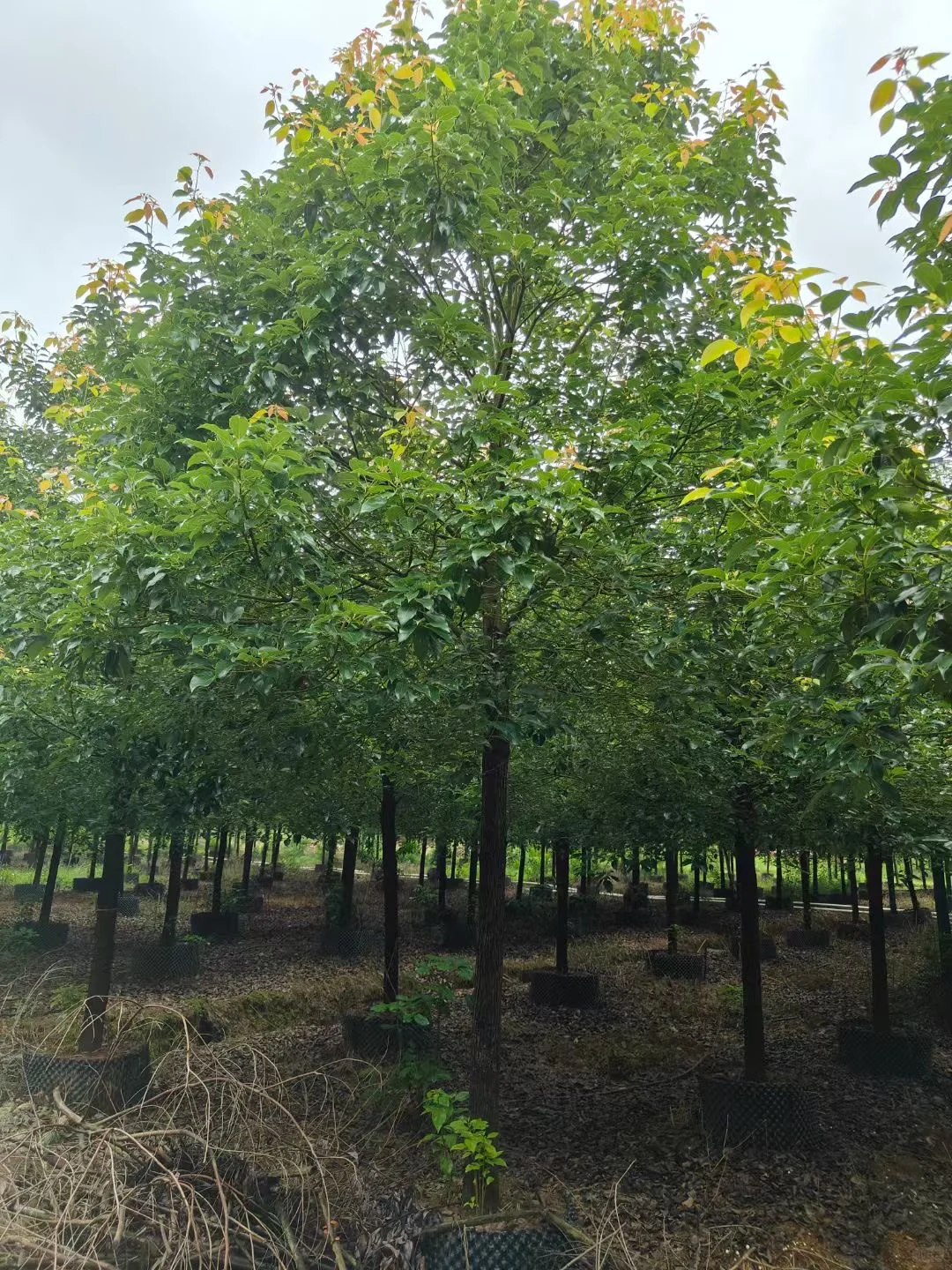 自家种植：1000棵12/13分全冠香樟