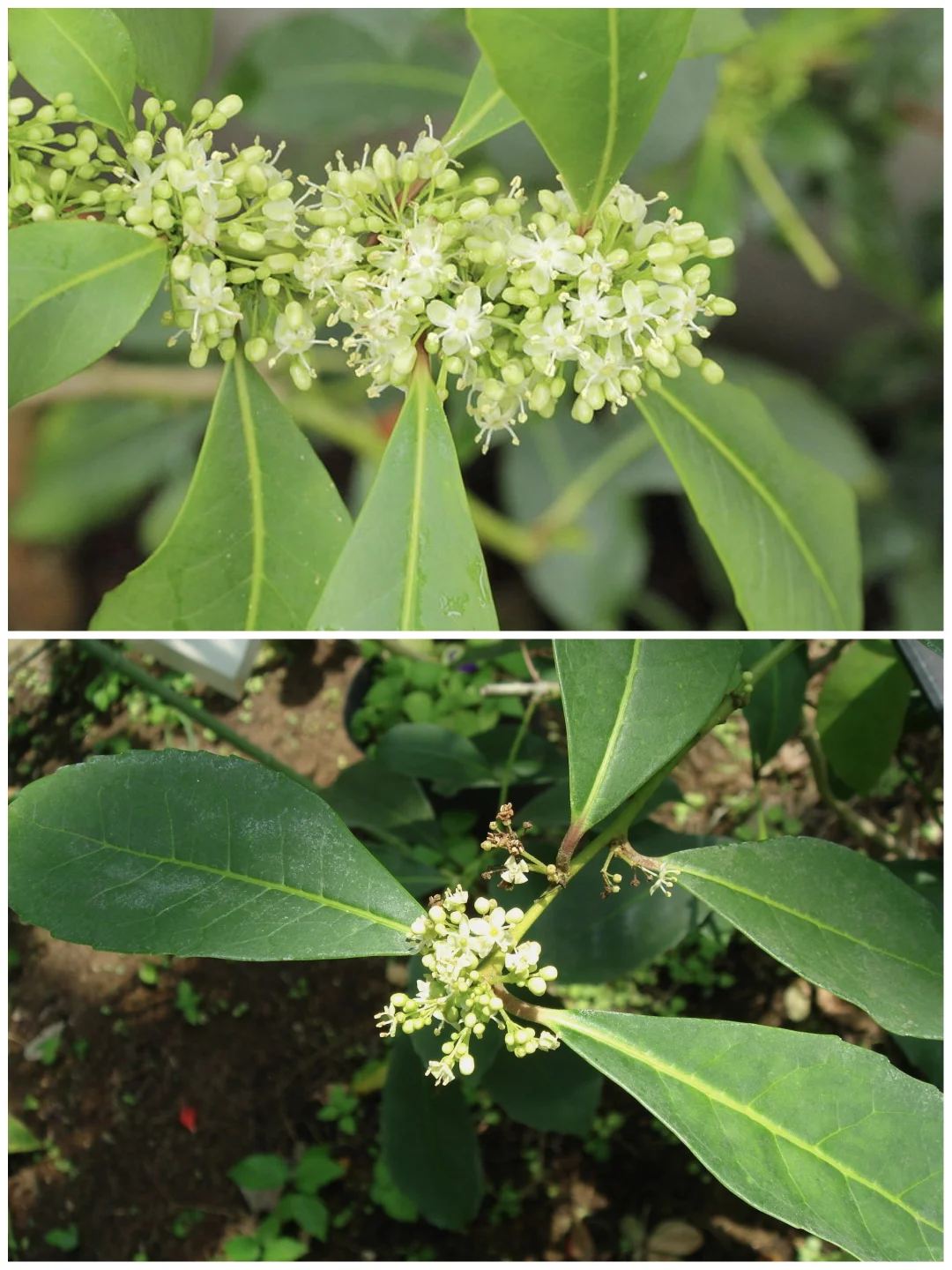 梅西续命的马黛茶,来自这棵冬青!