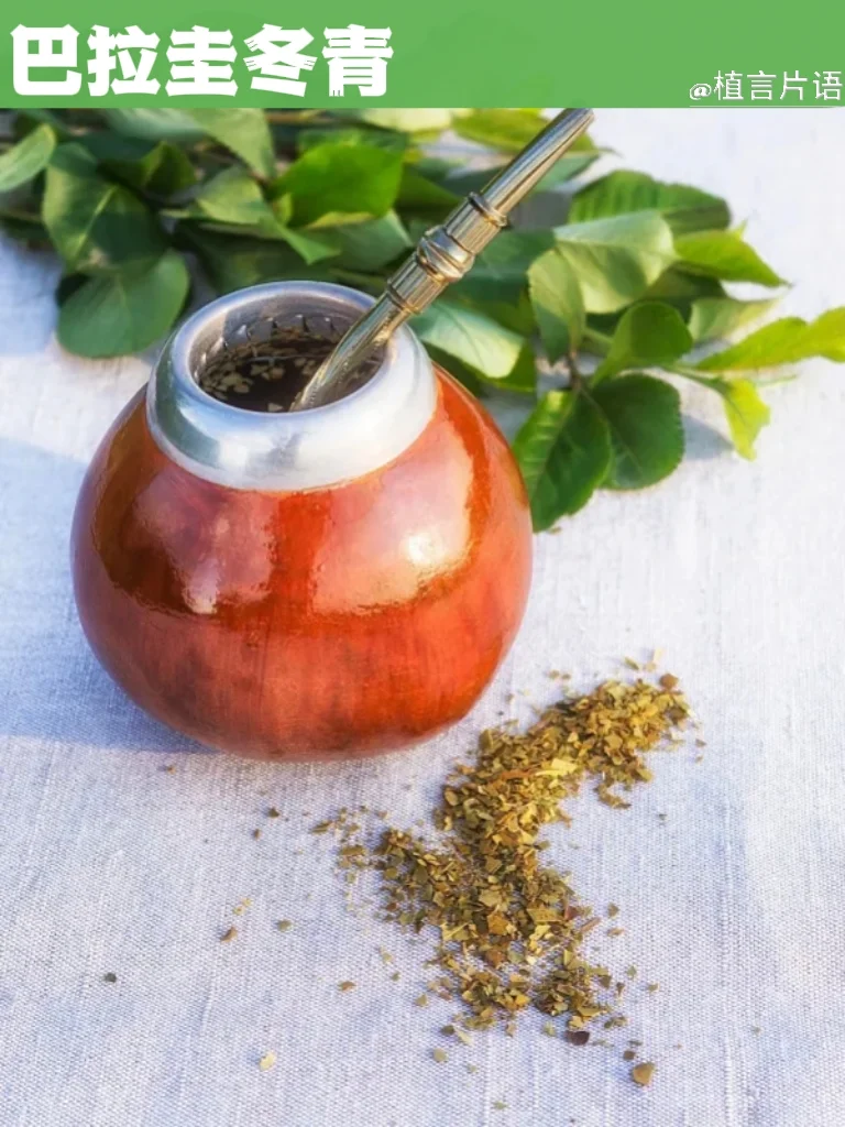 梅西续命的马黛茶,来自这棵冬青!