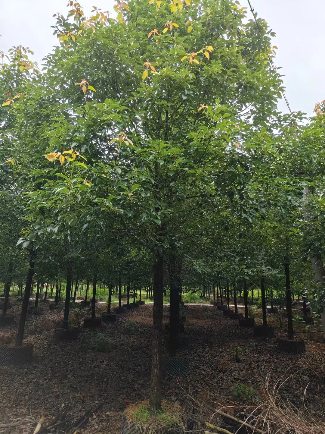 自家种植：1000棵12/13分全冠香樟