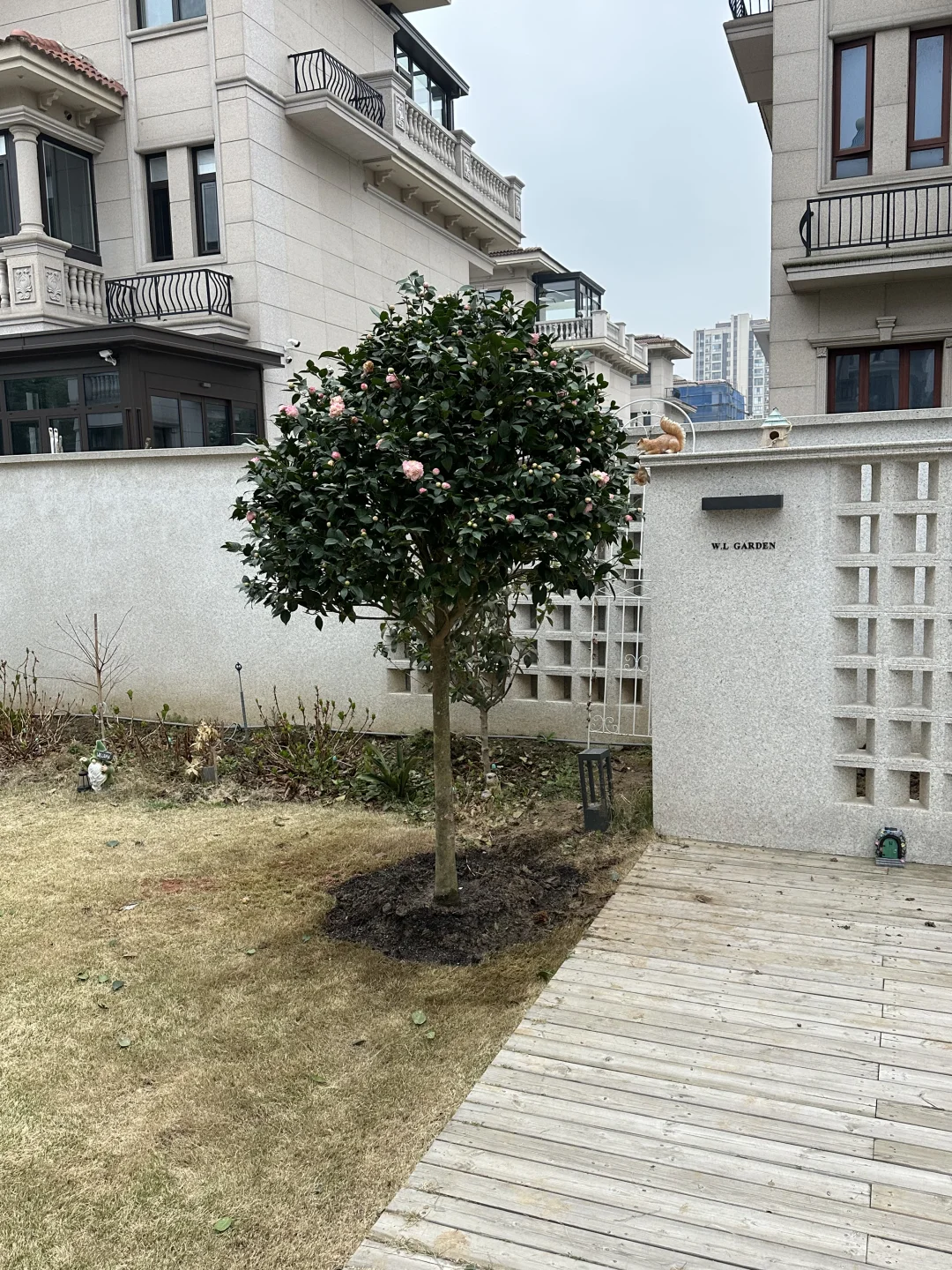 院子新添新成员：茶花树