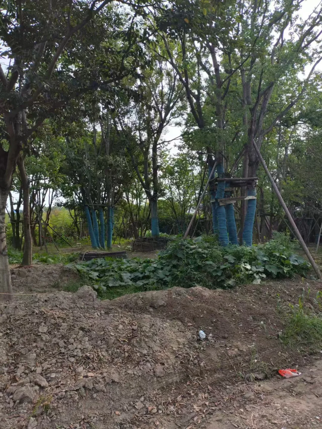 做苗木生意的老板们今年还好吗？