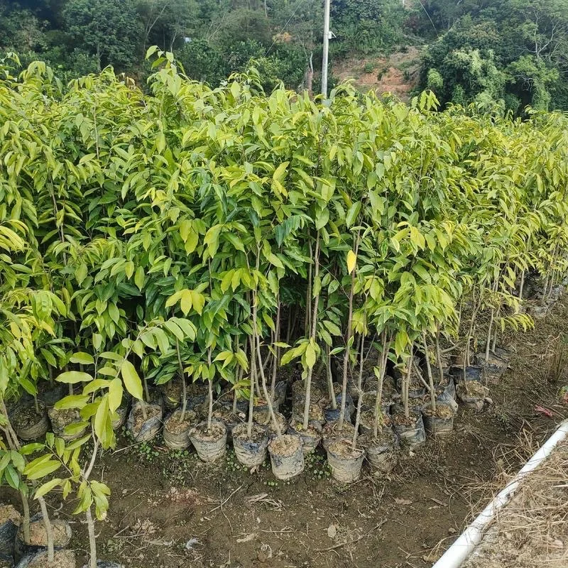 沉香苗木分为一代苗和二代苗吗？