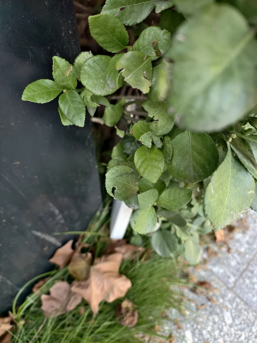 河南牧业的友友们寻宝了