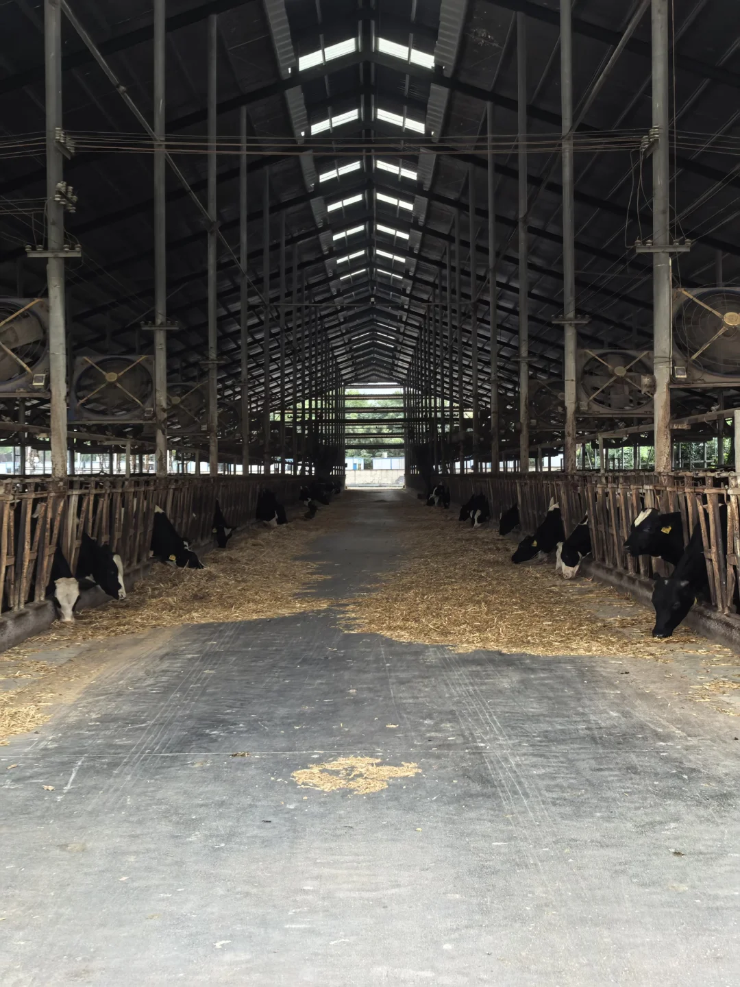 牛马也是喂上?了