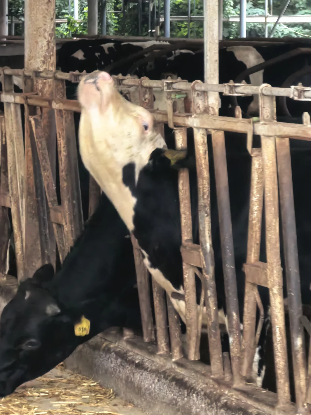 牛马也是喂上?了