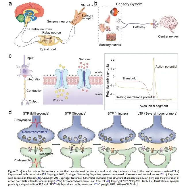 用于可穿戴近集成功能的柔性神经形态器件