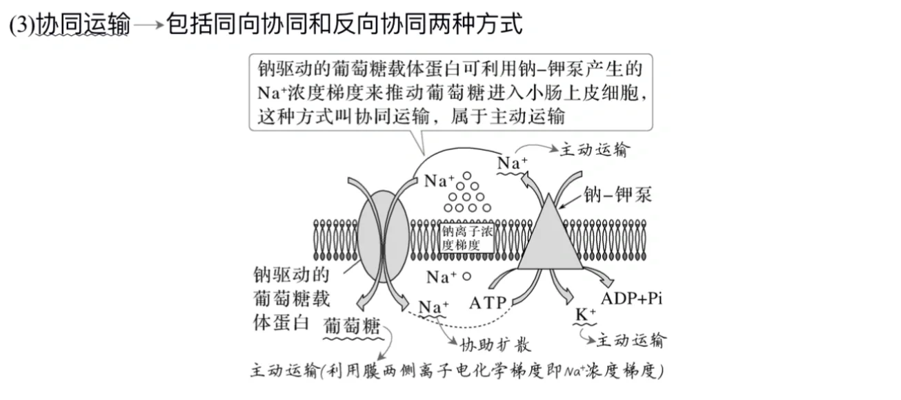 主动运输的三种方式