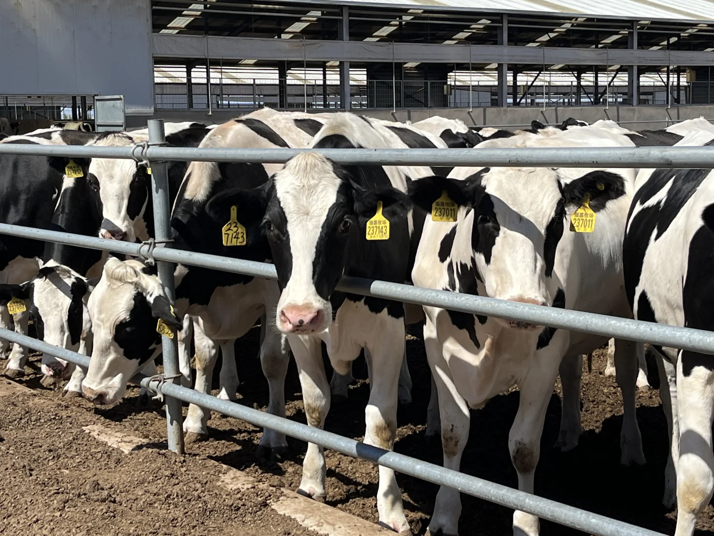 文科毕业生在牧场