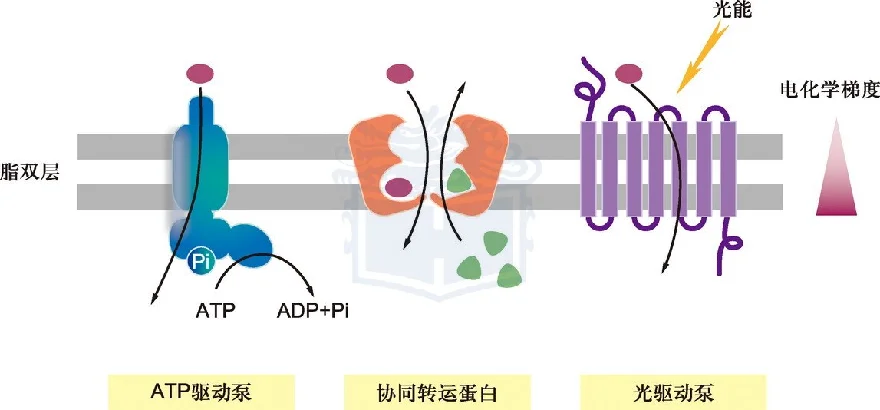 协同转运常见图