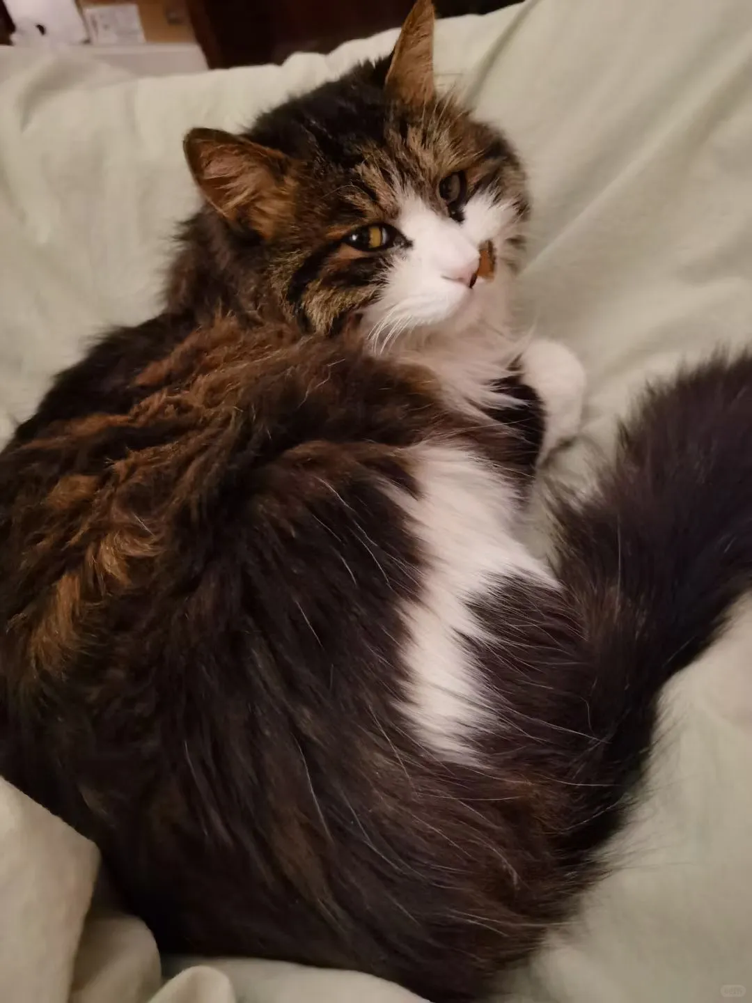 打卡有宠生活2025年宠物展-国际展览中心