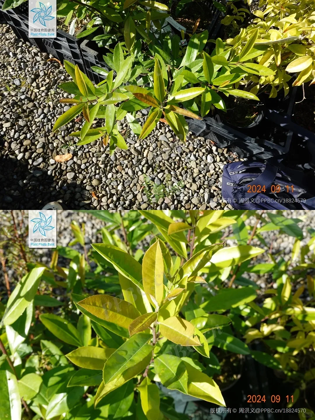 梅西续命的马黛茶,来自这棵冬青!