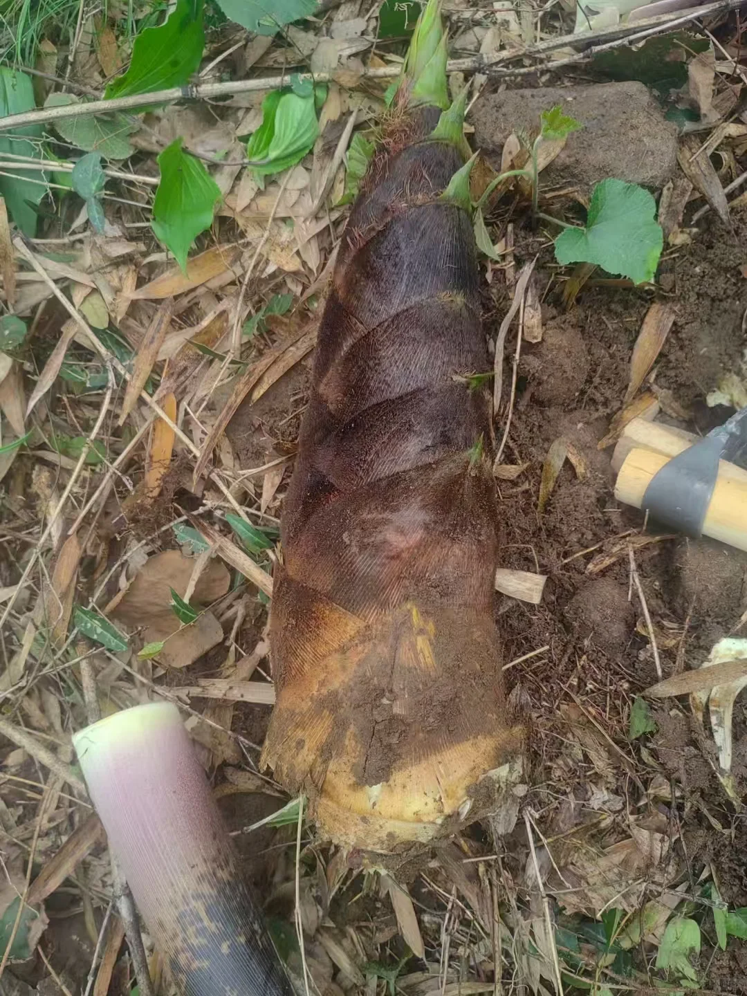 户外挖笋必看!你可能从没想过的法律风险