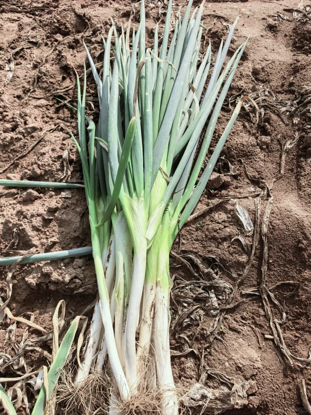 种大葱亏翻了，一年零工全亏地里了