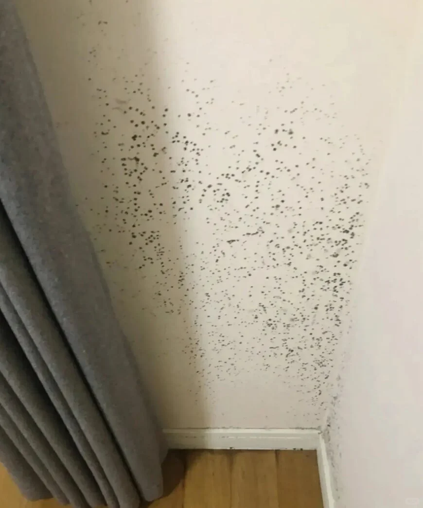 梅雨季救星！美阁乐除甲醛乳胶漆防发霉