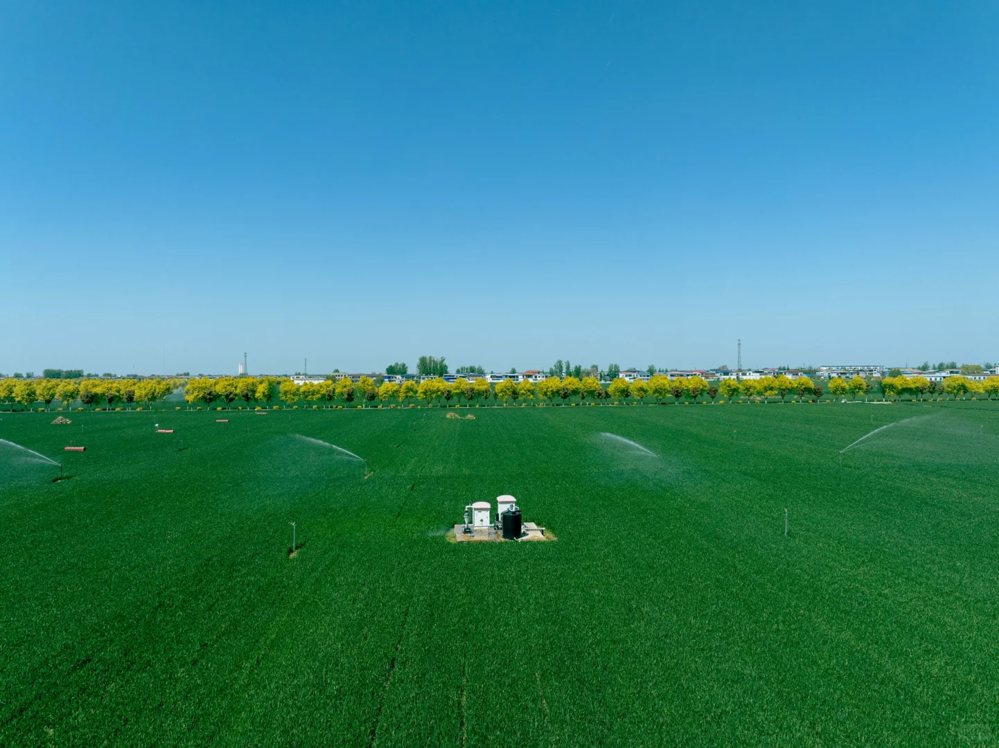 春天的绿色小麦田✅