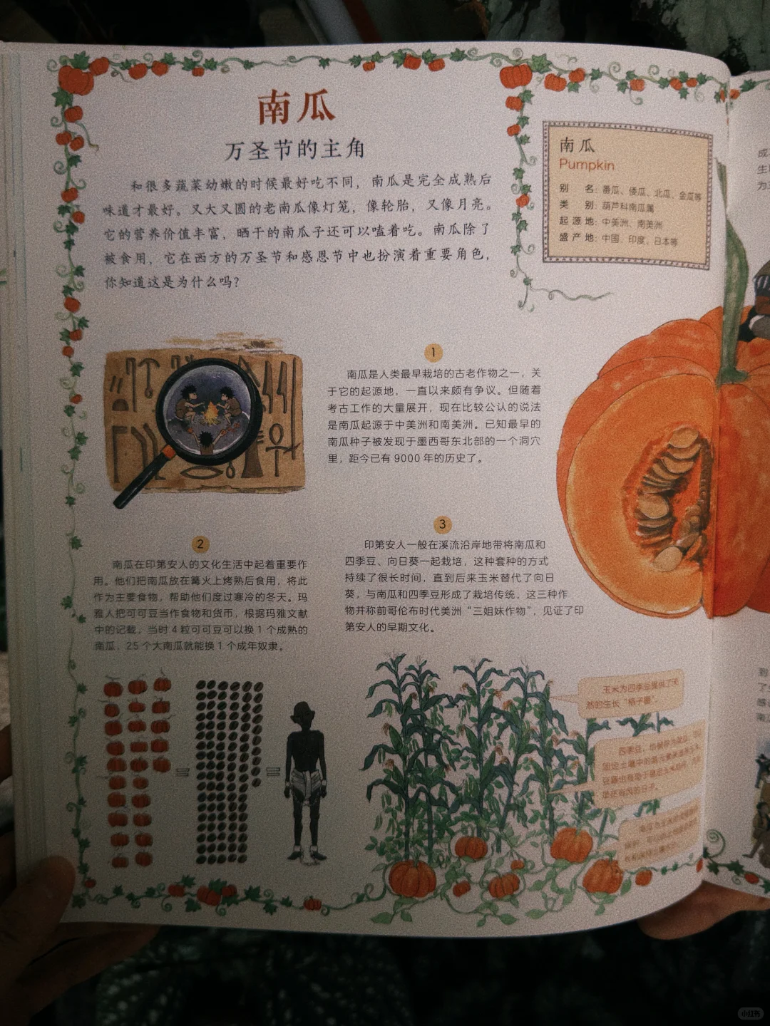 南瓜在万圣节这一天,是妥妥的c位啊