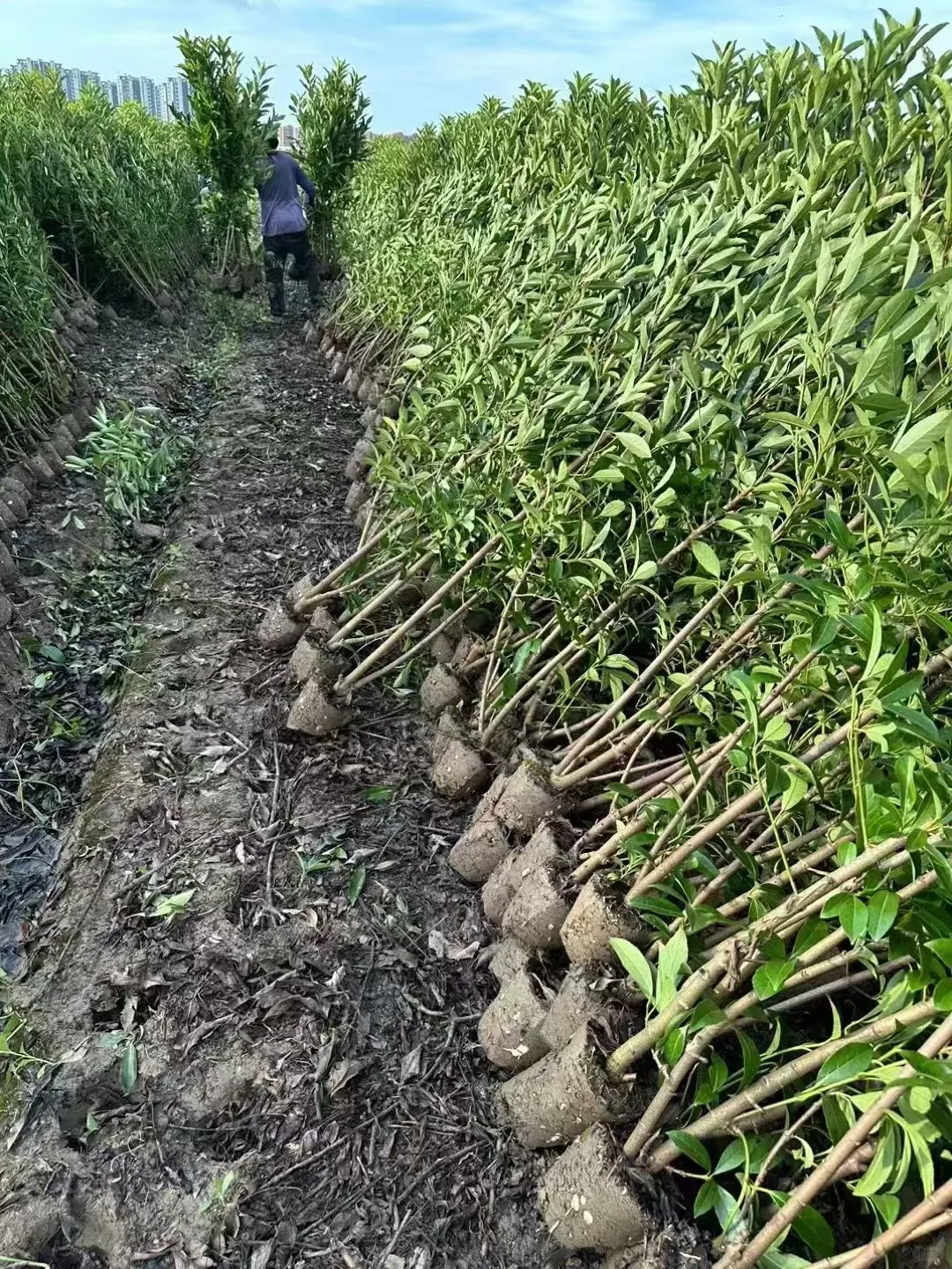 ?【宁波绿化苗木供应商】?