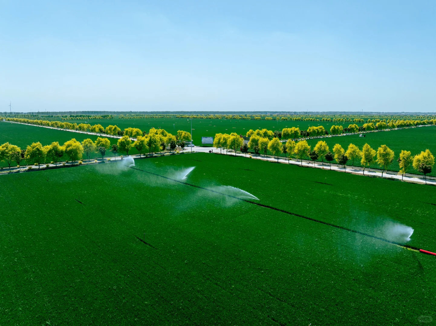 春天的绿色小麦田✅