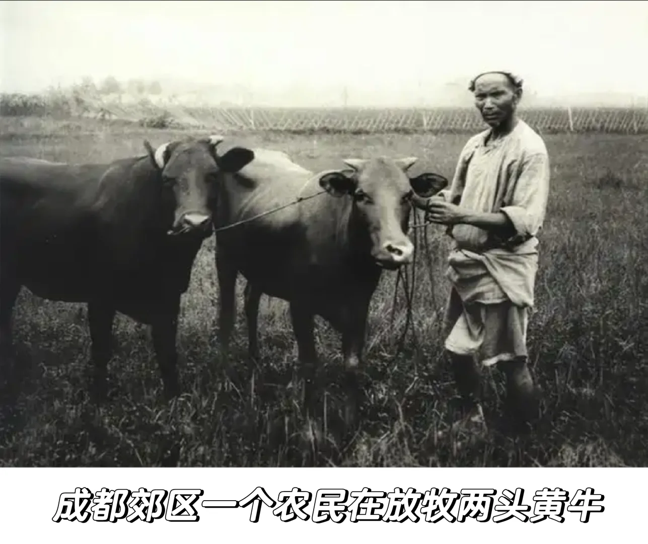 晚清至民国初年四川农村生活多元经济的交织