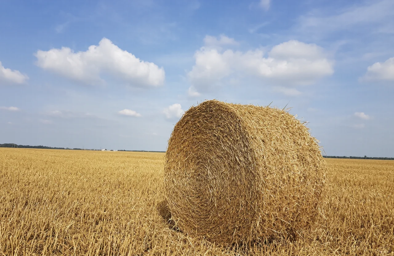 ?原来这也能发电！生物质发电！（上）