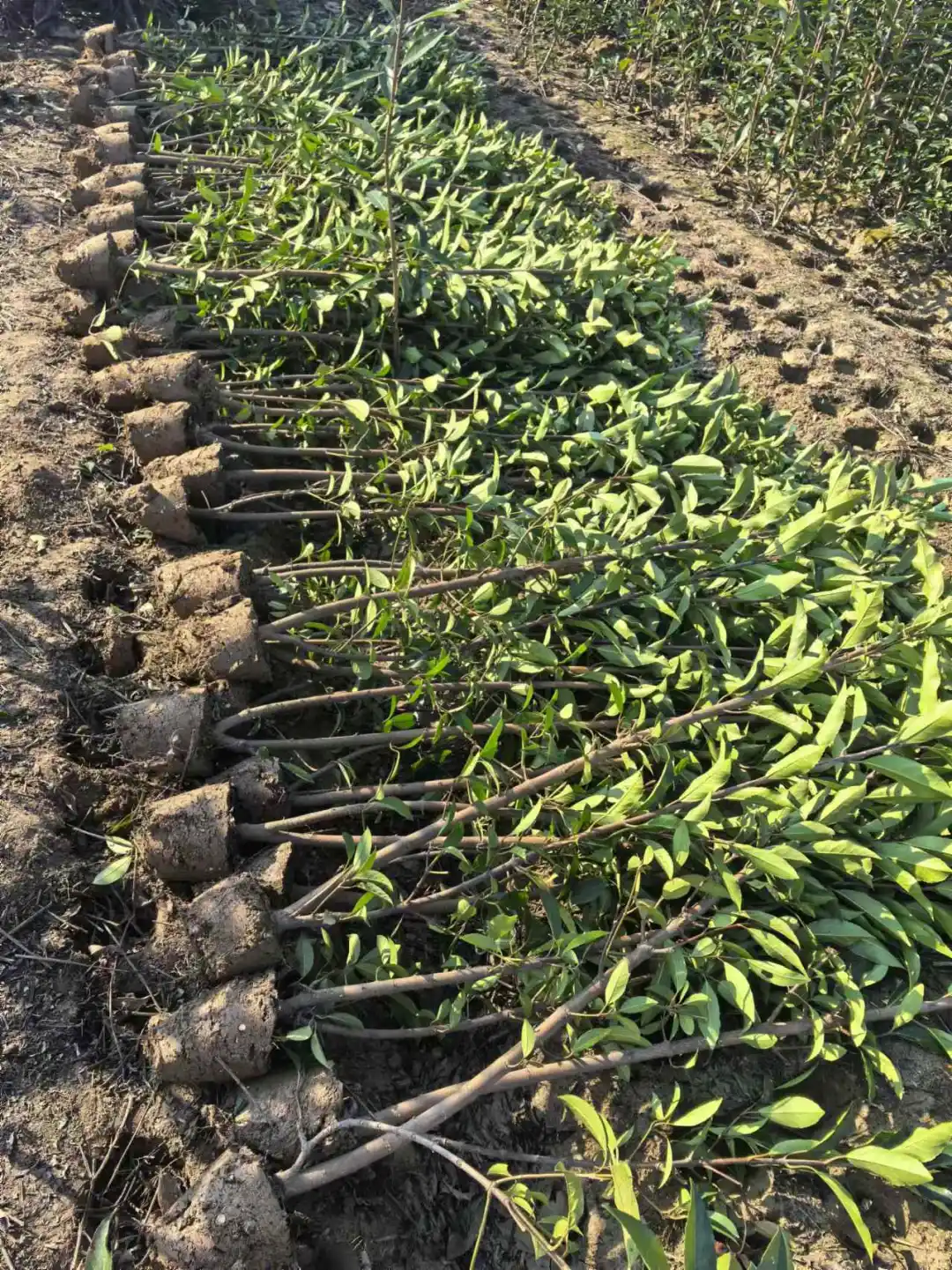 ?【宁波绿化苗木供应商】?