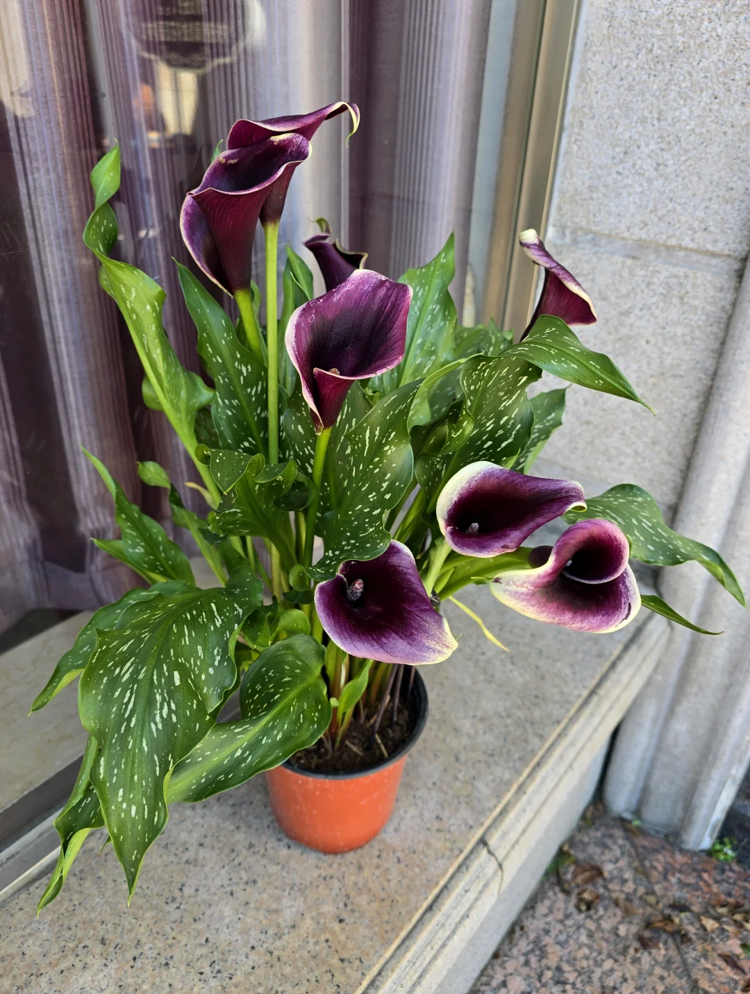 元梦之星农场赏析圣灵16小时经济作物紫梦鸢