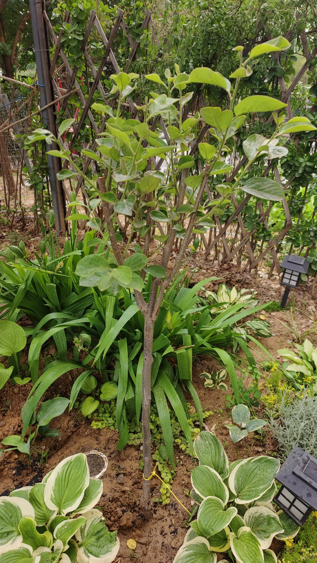 临沂树苗怎么回事