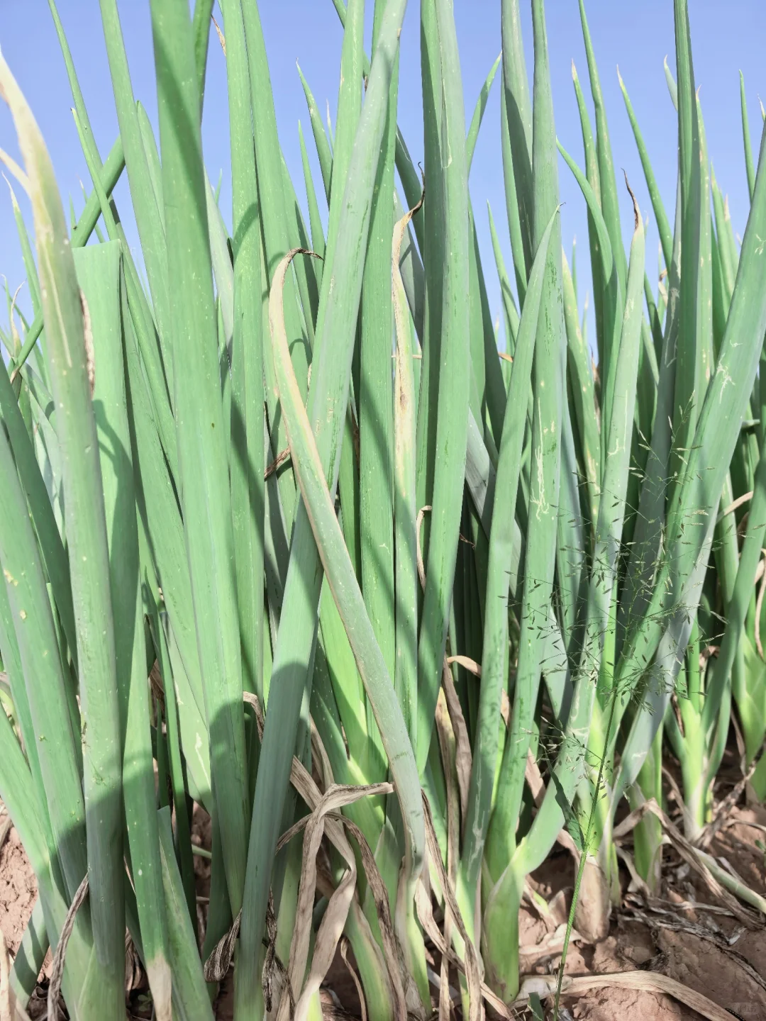 种大葱亏翻了，一年零工全亏地里了