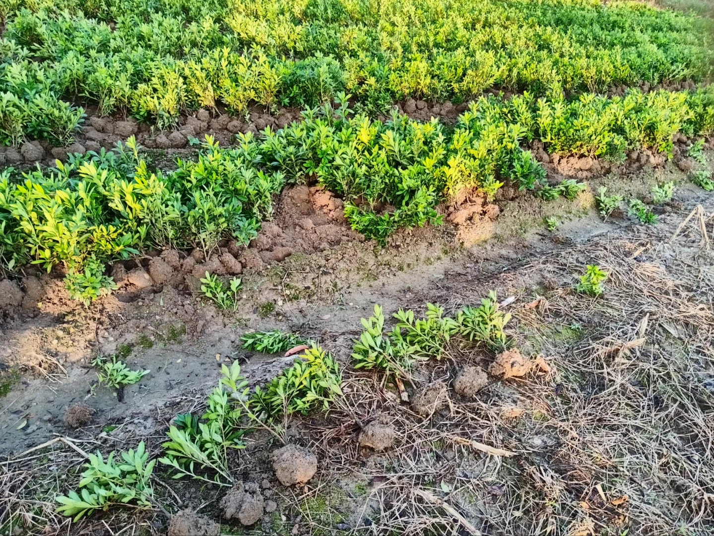 ?【宁波绿化苗木供应商】?