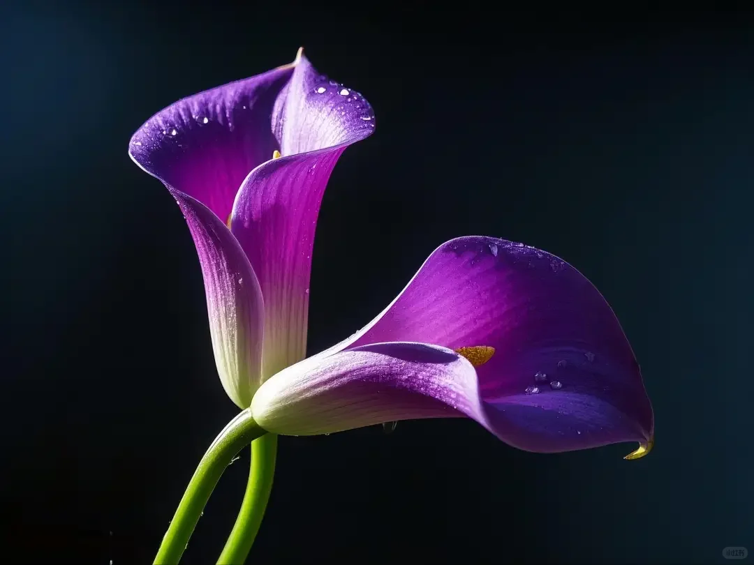 元梦之星农场赏析圣灵16小时经济作物紫梦鸢