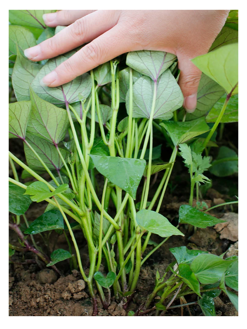 芒种后，这些夏季作物要抓紧种，错过等一年