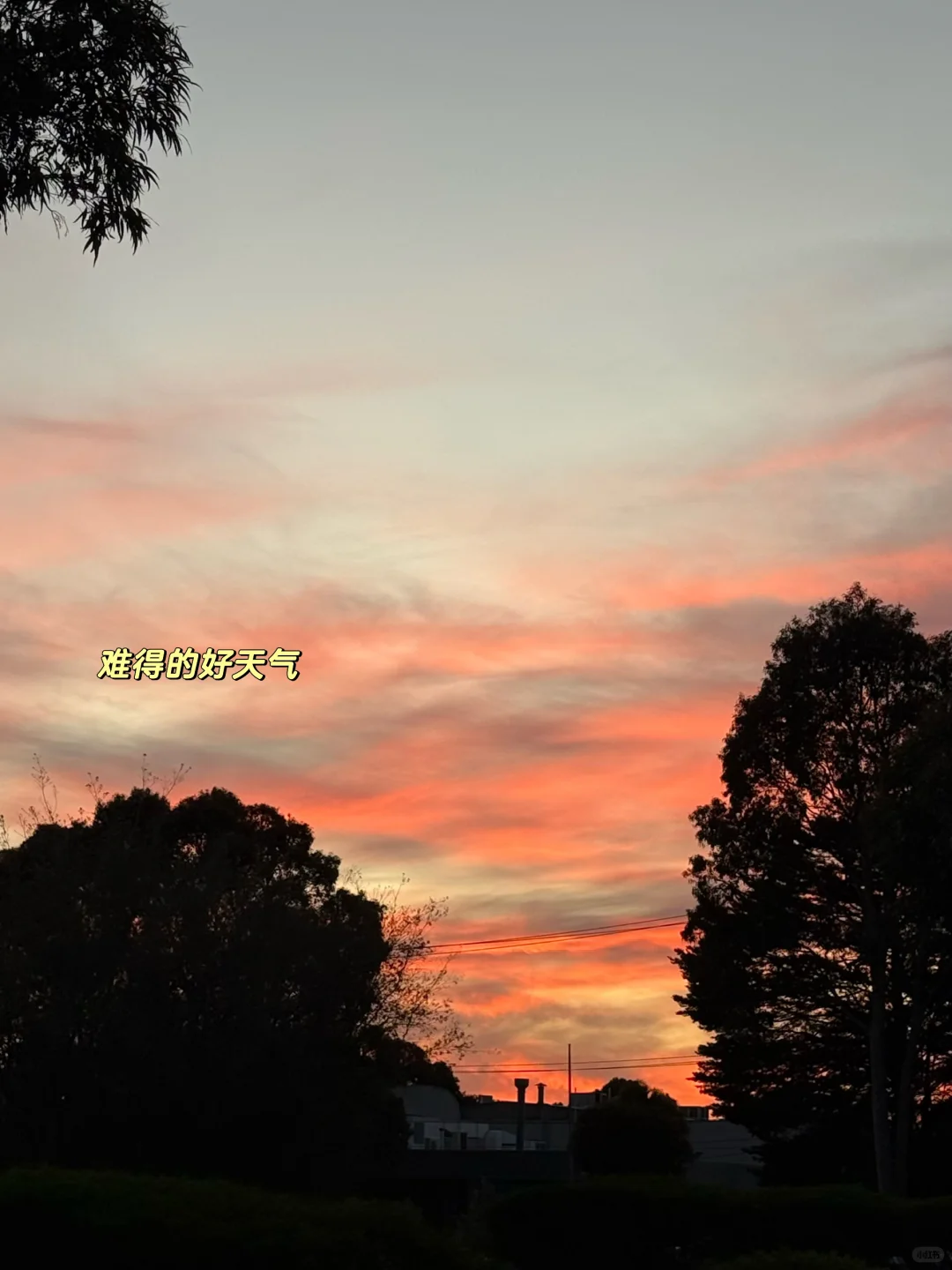 ??38周小孕妇勇闯狗展的一天plog