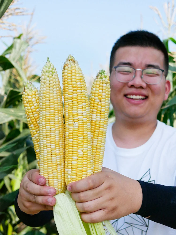 芒种后，这些夏季作物要抓紧种，错过等一年