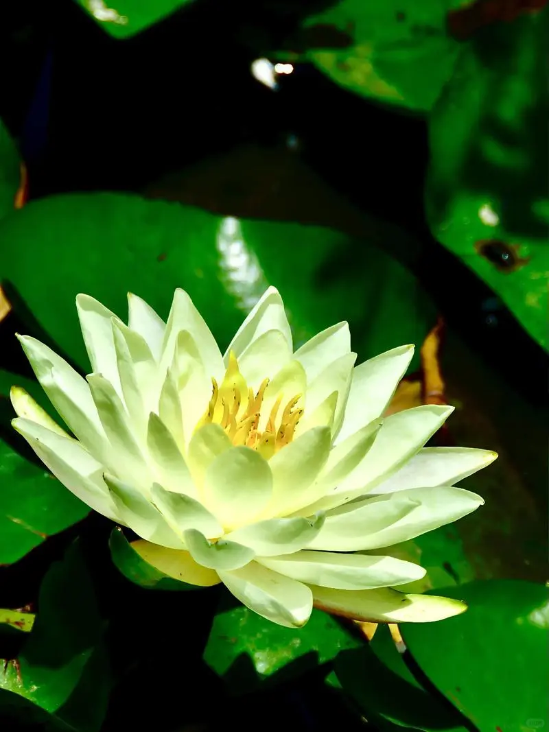 元梦之星农场赏析月华16小时经济作物玄晶莲