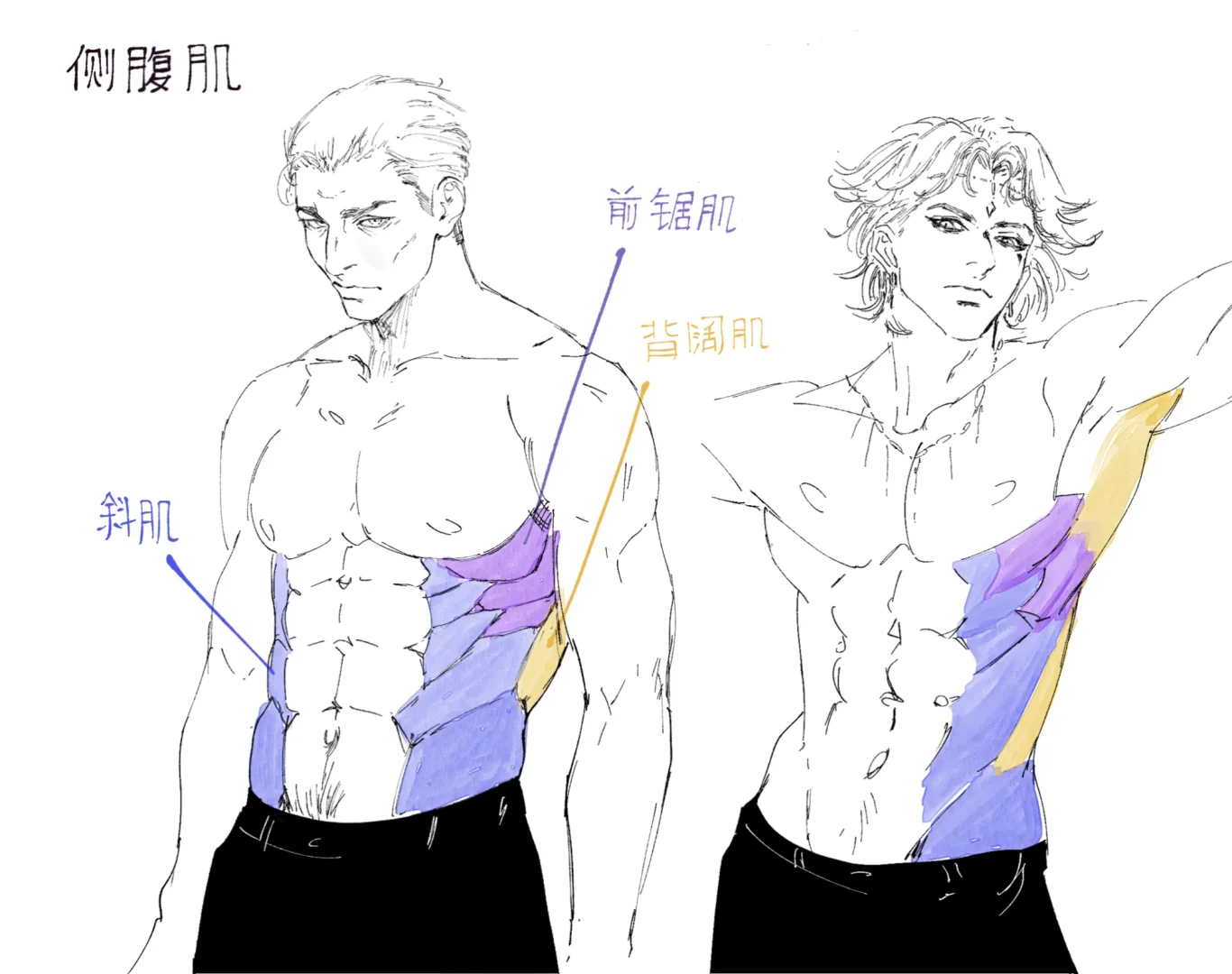 Side abs reference ?侧腹肌群参考