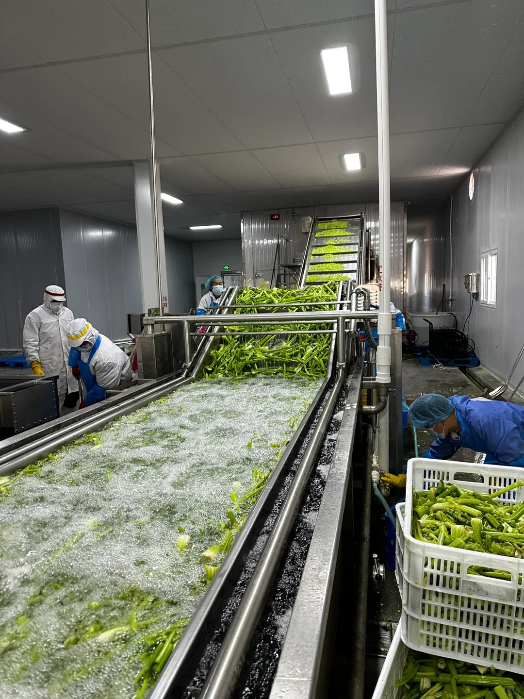 速冻蔬菜加工厂