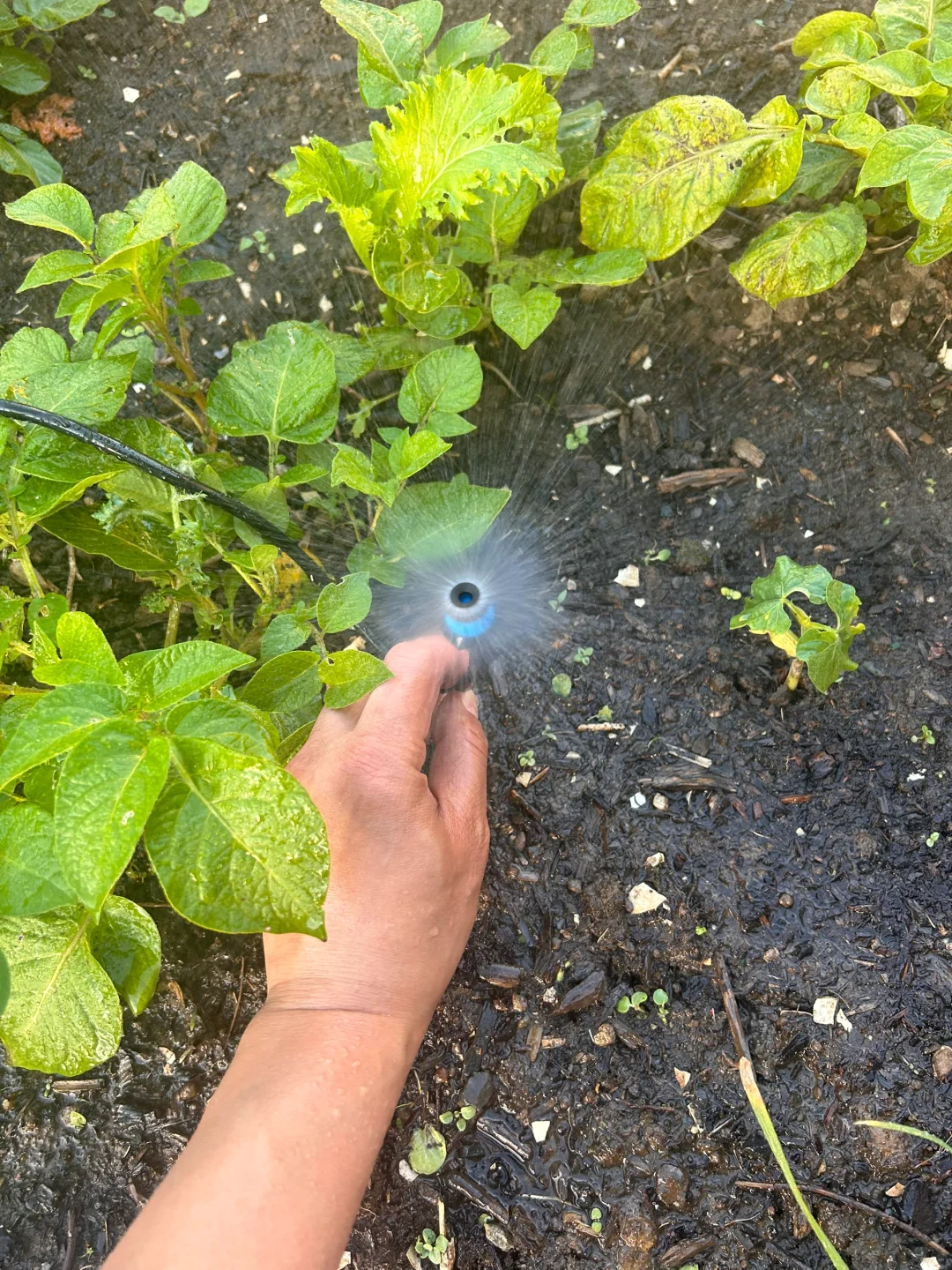 TEMU上买的自动灌溉喷头到底怎么用