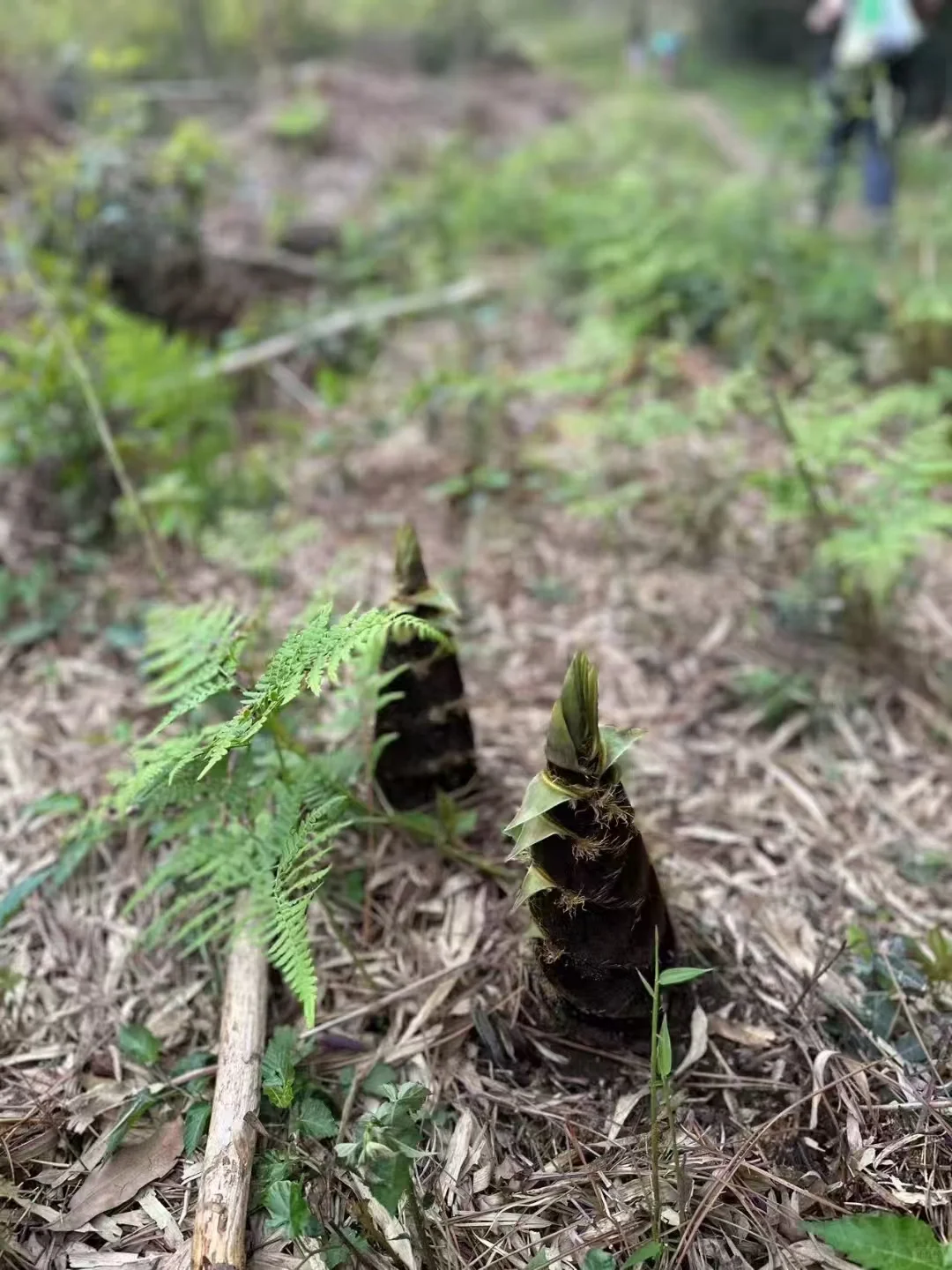 户外挖笋必看!你可能从没想过的法律风险