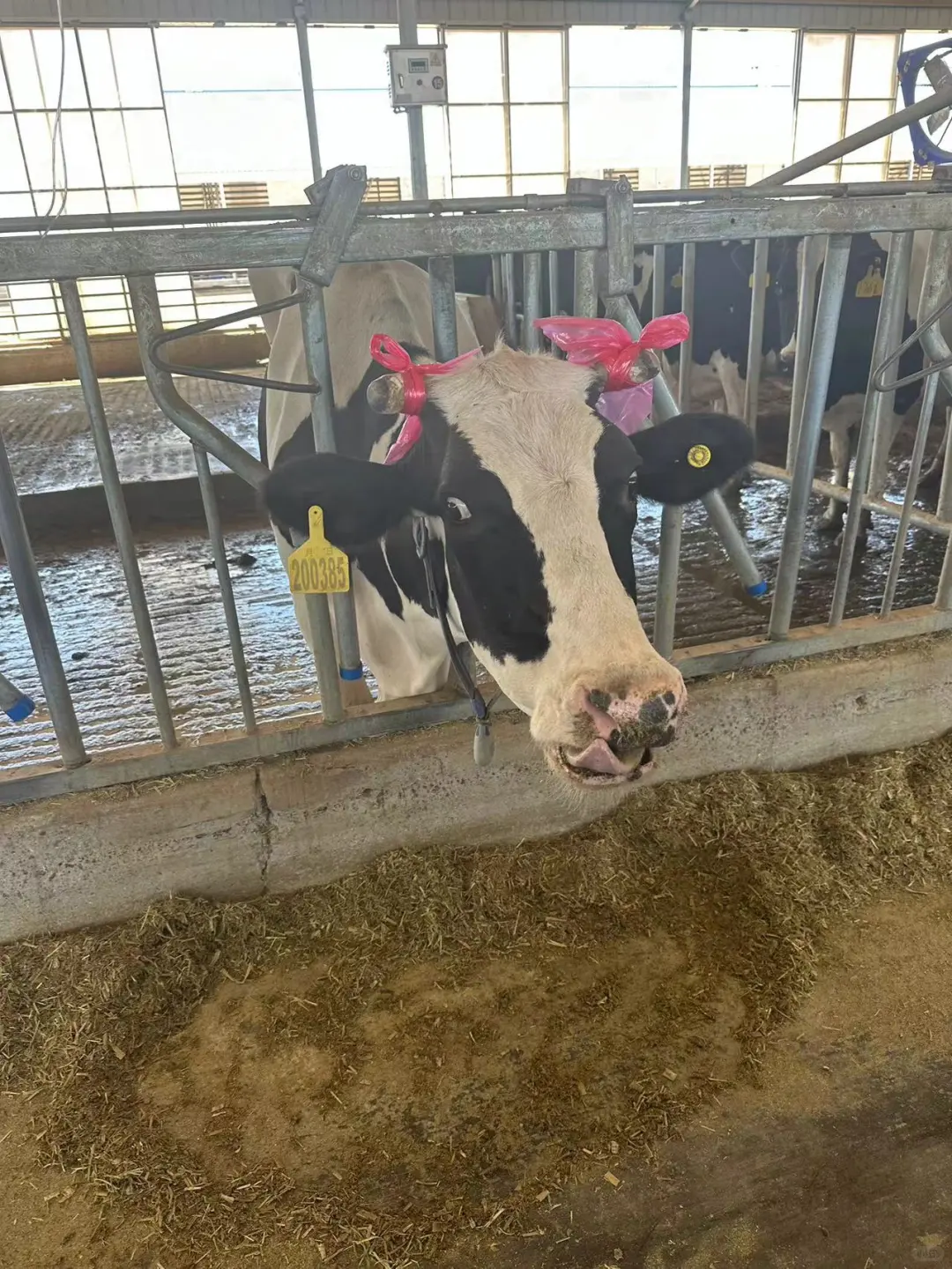 女孩子永闯现代牧业