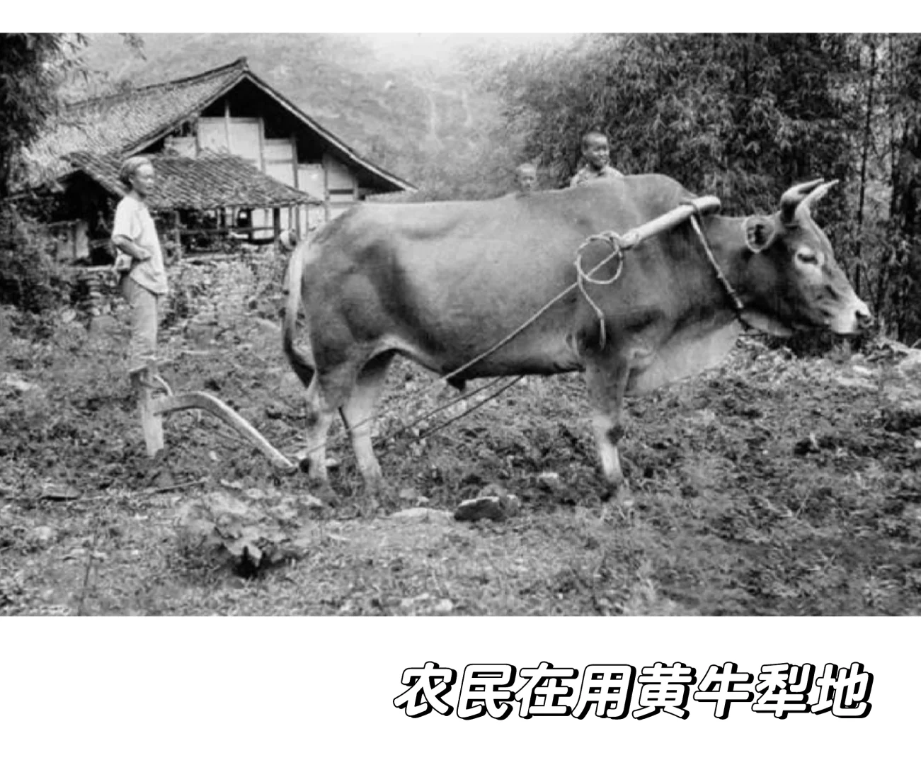 晚清至民国初年四川农村生活多元经济的交织